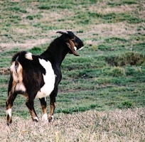 Nubian Goat