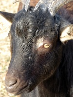 Billy Goat