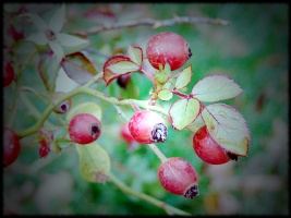 Rose Hips