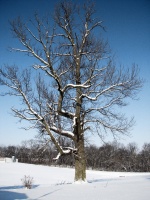 Winter Tree