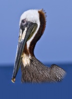 Brown Pelican in Profile