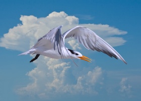 Royal Tern in Flight