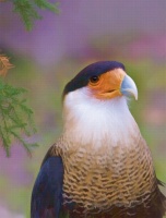 Crested Caracara