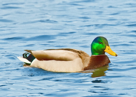 Male Mallard Moody Blue