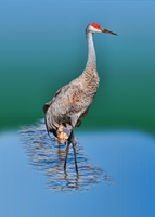 Mother Sandhill Crane and Baby