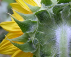 Sunflower From Behind