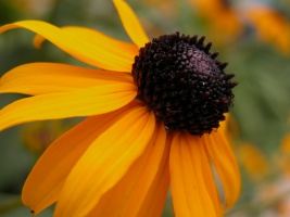 Black Eyed Susan