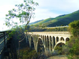 US101 Tree