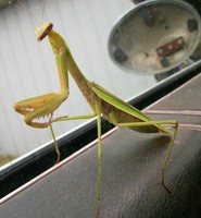 Mantis