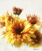 Gold and Brown Chrysanthemums 1