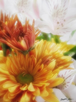 Gold Chrysanthemums  Alstroemeria 1