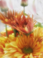 Gold Chrysanthemums Alstroemeria 2