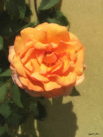 An Orange Rose with Shadow