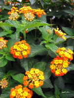 Beautiful Orange  Yellow Lantana 1