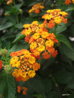 Beautiful Orange Yellow Lantana 2