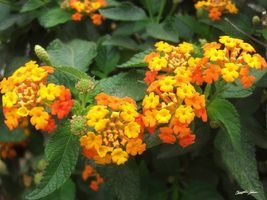 Beautiful Orange  Yellow Lantana 3