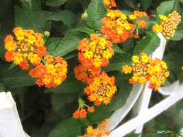 Beautiful Orange Yellow Lantana 4