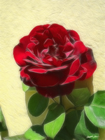 Enhanced Red Rose