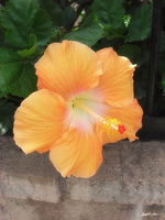 Peach Hibiscus 1