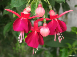 Soft Red Fuchsias 2