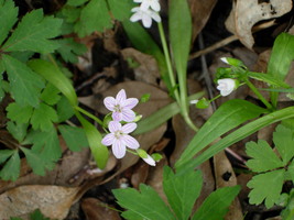 Spring Beauties