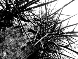 Upward Thorns