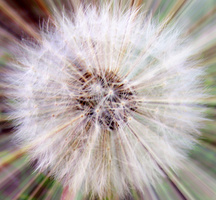 Dandelion