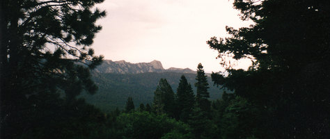 Tooth of Time through Trees