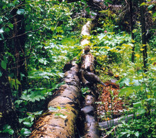 Bird on a Log