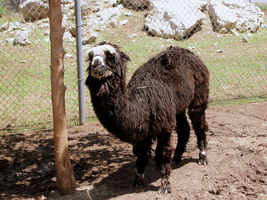 Black Alpaca