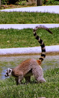 Lemur