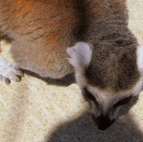 Lemur in the Shadow