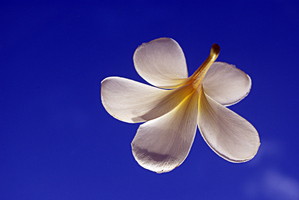 Plumeria Floating