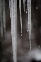 icicles