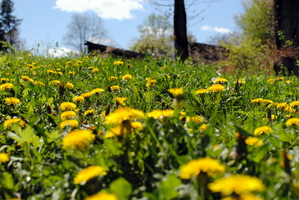 field of yellow