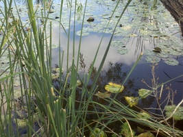 Marshy Reflections