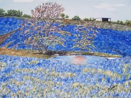Texas blubonnets