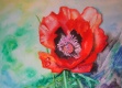 Title: Poppy.