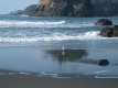 Title: Seagull on Beach