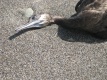 Title: Dead Duck