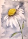 Title: Daisy