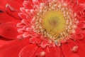 Title: Orange Gerbera Daisy