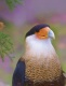 Title: Crested Caracara